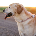 Promener son chien est important pour sa santé et son bien être