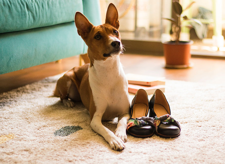 Basenji