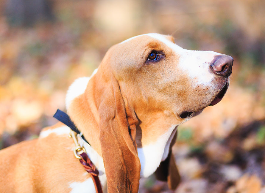 Basset artésien normand