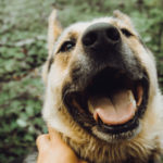 Woog : Présentation de l'application pour promener votre chien