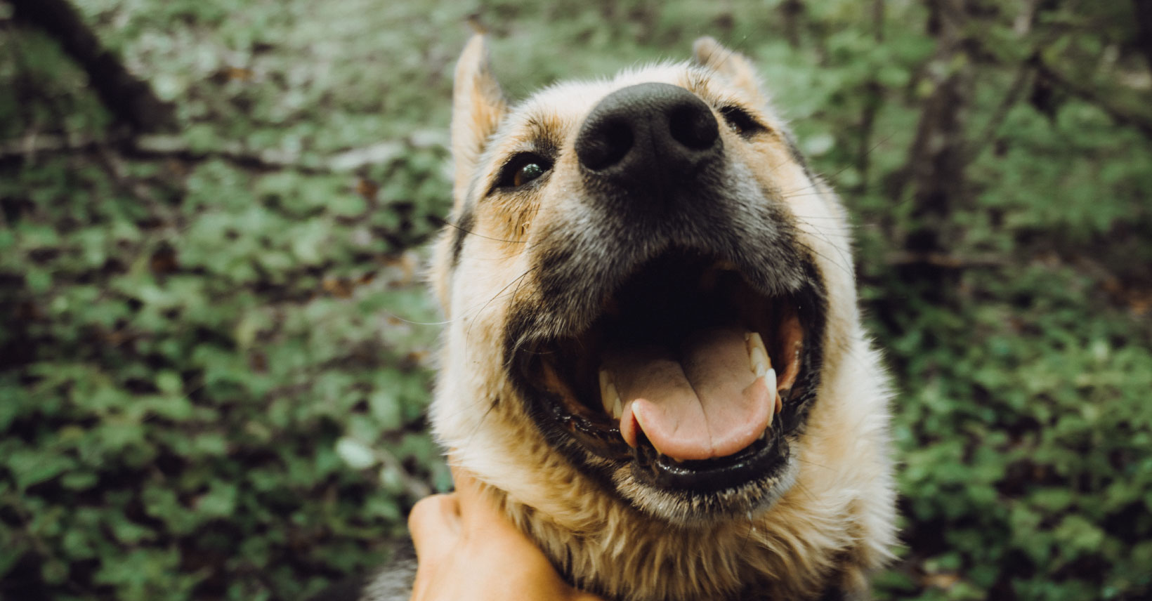 Woog : Présentation de l'application pour promener votre chien