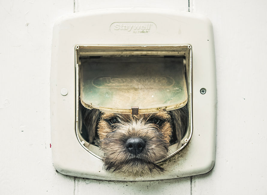 Border Terrier