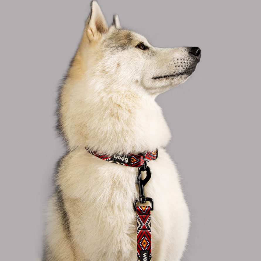 collier et laisse chien rouge