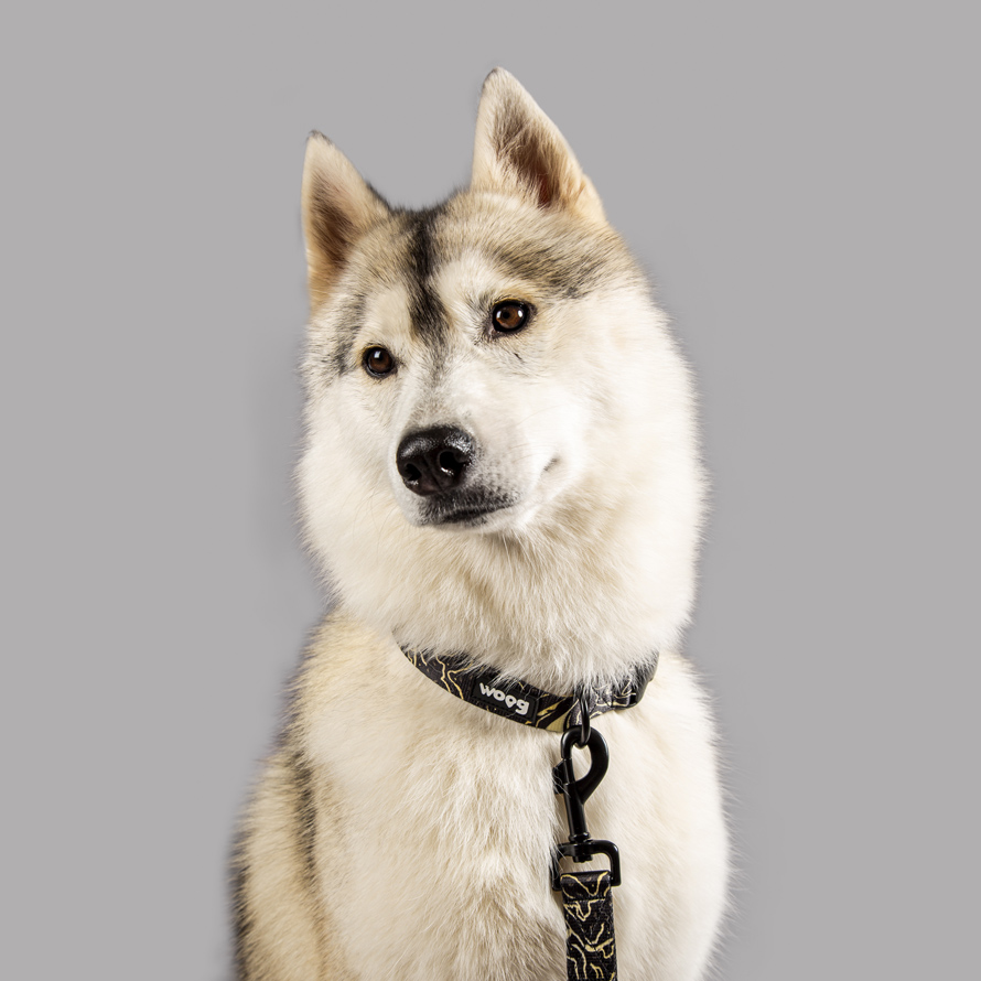 chien collier et laisse noir or