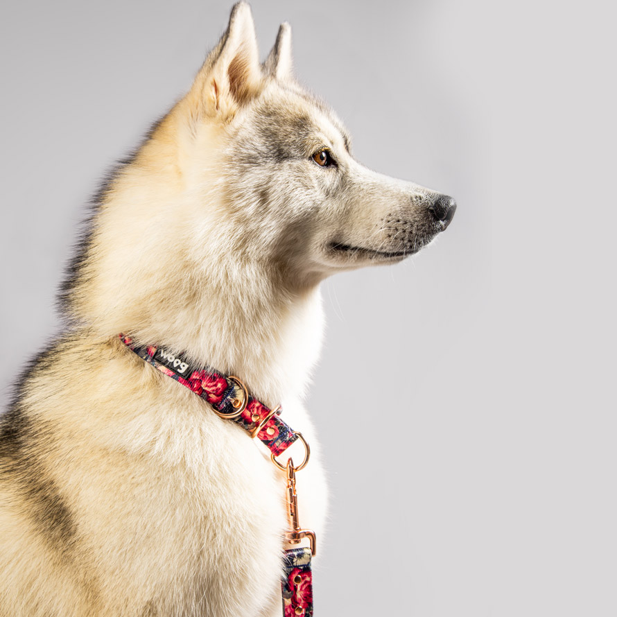 chien collier laisse rose