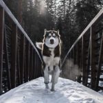 Temps de balade du Husky sibérien