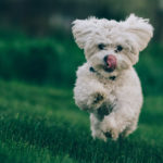 Apprendre le rappel au pied à votre chien, nos conseils pratiques