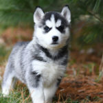 5 astuces pour apprendre à promener un chiot de moins de 6 mois