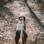 Sortir son chien tous les jours, pourquoi est-ce important ?