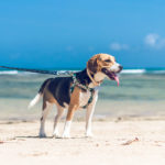 Temps de promenade pour son chien