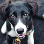 Comment réussir la socialisation de son chien ?