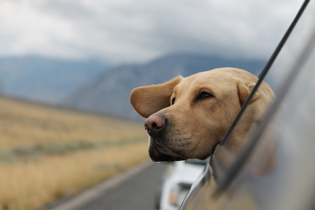 chien en voiture voyage