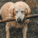 Les meilleures activités à faire avec un chien en balade