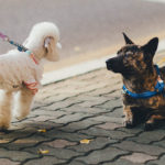 Collier ou harnais : lequel choisir pour votre chien ?