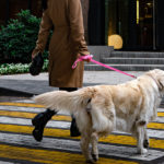 Comment trouver des endroits de promenades pour chien près de chez soi ?