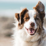 Faut-il promener son chien tous les jours ?