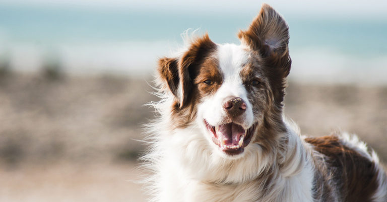 faut il promener son chien tous les jours
