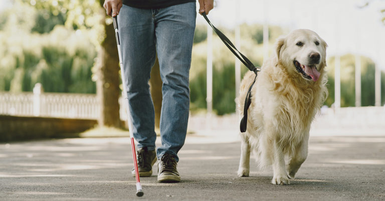 promener son chien quand on est en situation de handicap