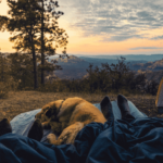 Où promener son chien à l’étranger ? 5 destinations dog-friendly