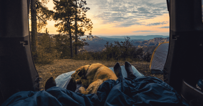 ou promener son chien a l etranger 5 destinations dog friendly