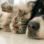 Mon chien vole la gamelle du chat : causes et solutions