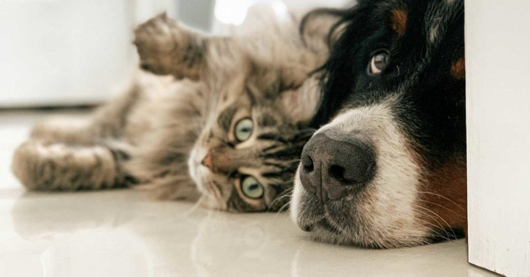 mon chien vole la gamelle du chat causes et solutions