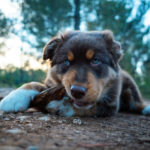 Mastication du chien : pourquoi c'est un vrai besoin, pas un caprice