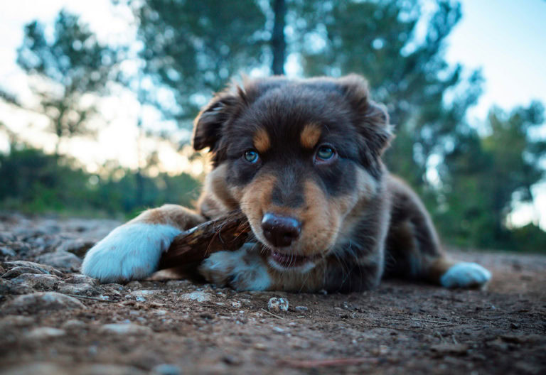 mastication du chien pourquoi c'est un vrai besoin, pas un caprice 