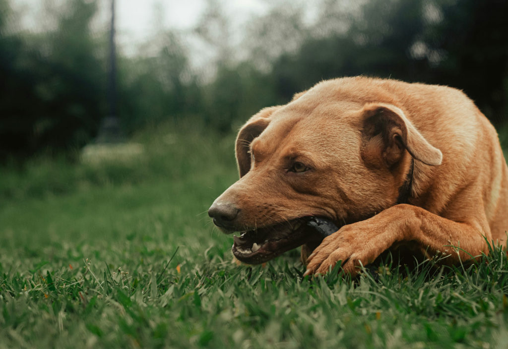 hien en train de mâcher une friandise naturelle dans un jardin
